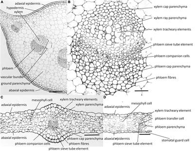 Mapping Pectic-Polysaccharide Epitopes in Cell Walls of Forage Chicory (Cichorium intybus) Leaves